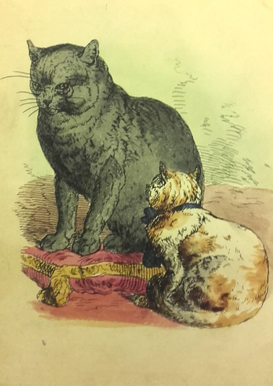 Glumdalkin & Friskarina cats